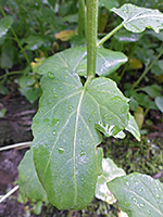 Stem leaf