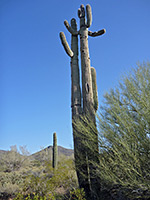 Two tall saguaro cacti
