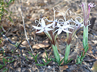 Bristly flowerheads