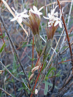 Two flowerheads