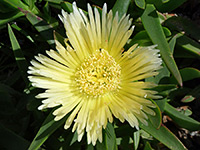 Carpobrotus edulis