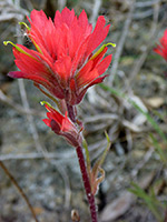 Coast Indian Paintbrush