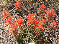 Castilleja angustifolia