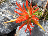 Two yellowish flowers