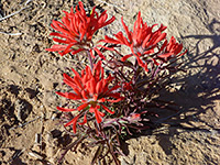 Desert Indian Paintbrush