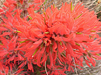 Top of the inflorescence