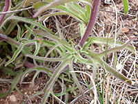 Lobed stem leaves