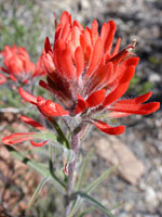 Hairy red bracts