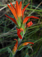 Wavy-leaved indian paintbrush