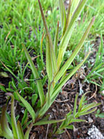 Narrow, alternate leaves