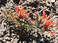 Northwestern indian paintbrush