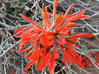 Northwestern indian paintbrush