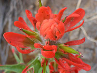 Desert paintbrush