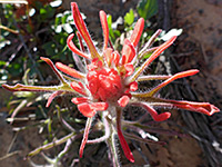 Top of a flowerhead