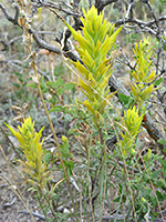 Yellow Indian Paintbrush