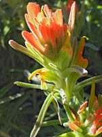 Castilleja foliolosa