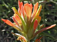 Woolly indian paintbrush