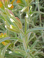 Woolly Indian Paintbrush