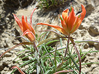 Castilleja integra