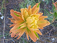 Yellow-orange flowerhead