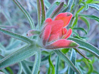 Sierra Woolly Indian Paintbrush