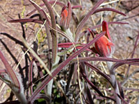 Clustered stems