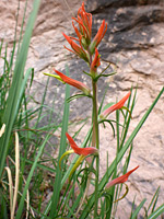 Wyoming paintbrush