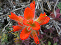 Hairy red bracts