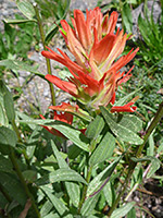 Castilleja miniata