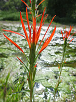 Castilleja minor