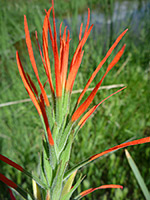 Lesser Indian Paintbrush