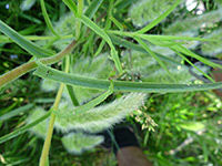 Leaf and stem