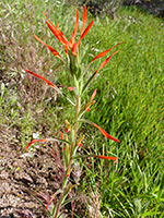 Upper part of the stem