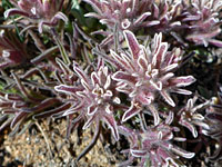 Dwarf Alpine Indian Paintbrush