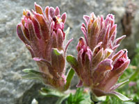 Dwarf alpine indian paintbrush