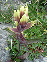 Castilleja occidentalis