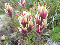 Castilleja rhexifolia