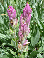 Light pink flowers