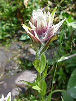 Bracts and leaves