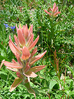 Large flower