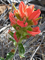 Rigid Indian Paintbrush