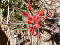 Rough Indian paintbrush