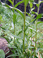 Sulphur Indian Paintbrush