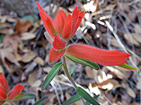 Santa Catalina Indian Paintbrush