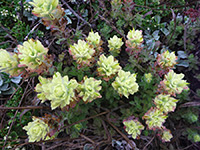 Wight's Indian paintbrush