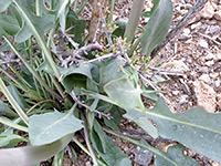 Thick-Stem Wild Cabbage