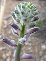 Hairy buds