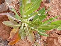 Toothed leaves