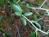 Shiny, prominently-veined leaves