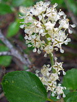 Ceanothus martinii